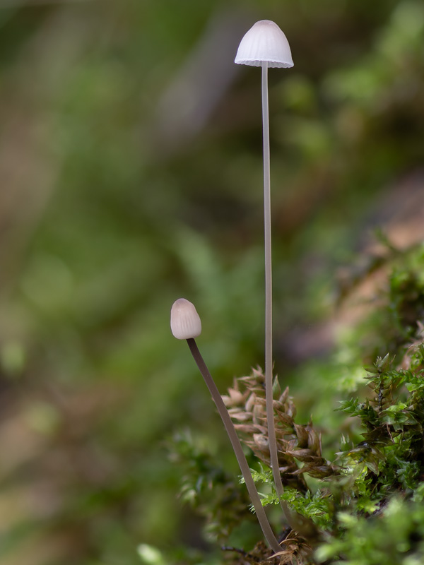 Mycena filopes